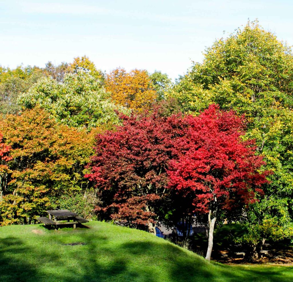 lukun atseden lekua aia
