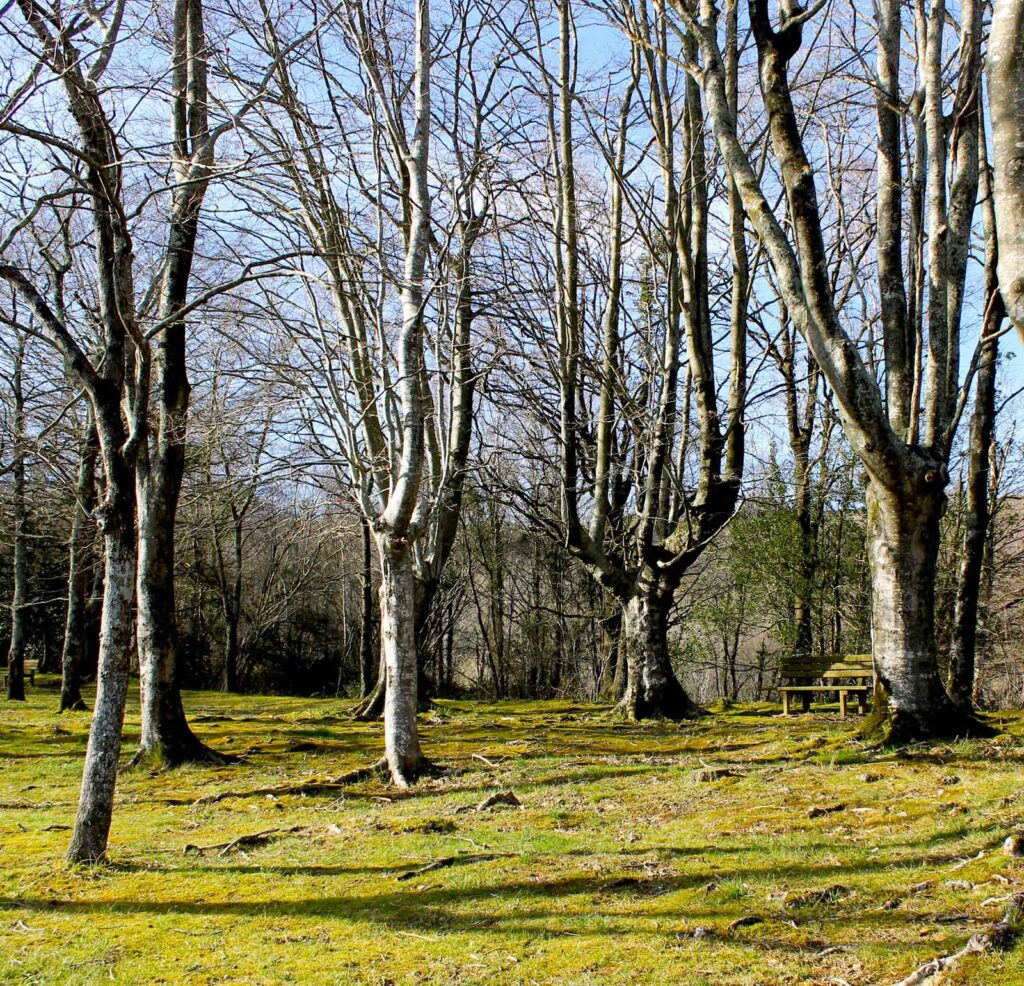 nagusisagasti atseden lekua aia