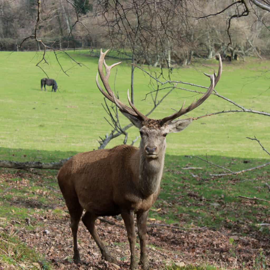 Faunaren ibilbidea Pagoeta Aia