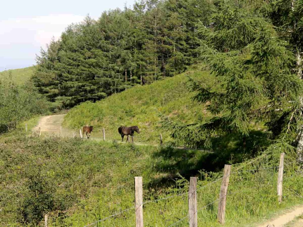 Pagoeta natura parkearen eguna